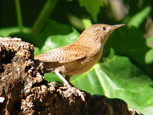 HouseWren_800x600